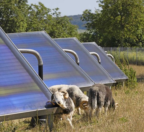 savosolar-cool-down-the-planet